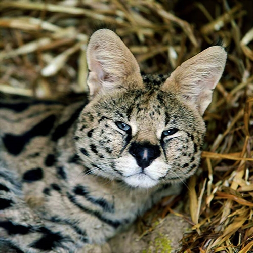 Animal Keeper Day in Telford for Two Animal Keeper Day in Telford for Two